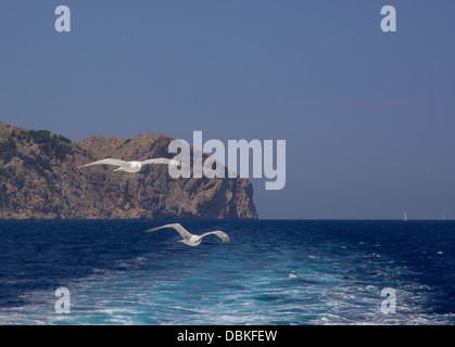 Zwei Möwen fliegen durch Kap Formentor, Mallorca. Stockfoto