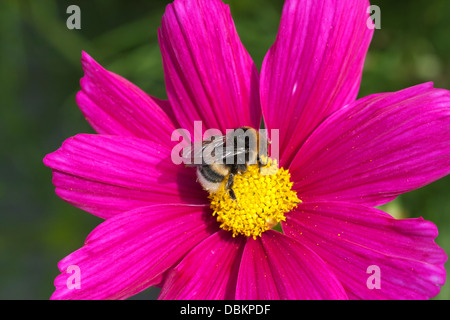 Hummel auf Kosmos Blume Stockfoto