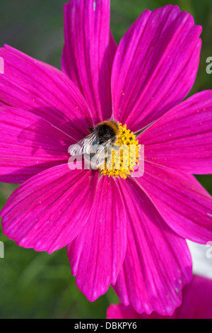 Hummel auf Kosmos Blume Stockfoto