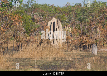 riesige Termitenhügel im northern Territory, Australien Stockfoto