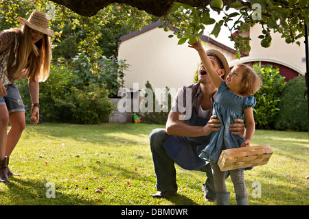 Eltern und Tochter pflücken Äpfel zusammen im Garten, München, Bayern, Deutschland Stockfoto
