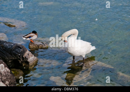 Ente mit weißen Schwan am Ufer des Genfer Sees oder See Léman, Lausanne, Schweiz, Westeuropa Stockfoto