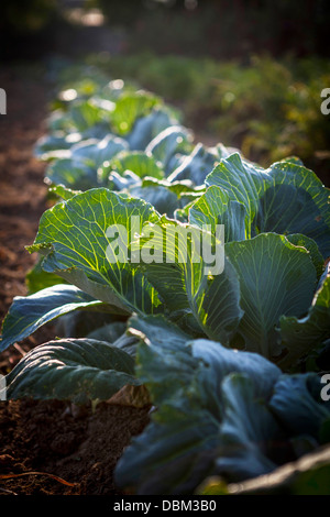 Kohl wächst In Feld, Kroatien, Slawonien, Europa Stockfoto