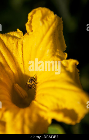 Biene auf Blüte, Kroatien, Slawonien, Europa Stockfoto