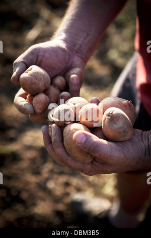 Person, die Kartoffeln, Kroatien, Slawonien, Europa Stockfoto