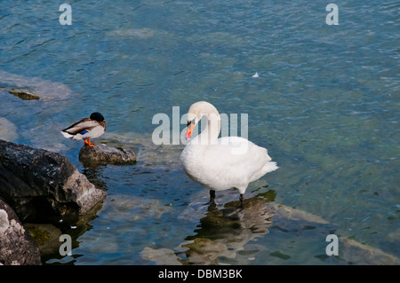 Weißer Schwan und Ente am Ufer des Genfer Sees oder See Léman, Lausanne, Schweiz, Westeuropa Stockfoto