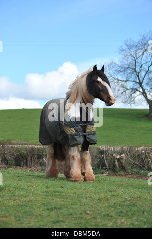 Pferd stehend, Aufmerksamkeit auf seiner Koppel Stockfoto