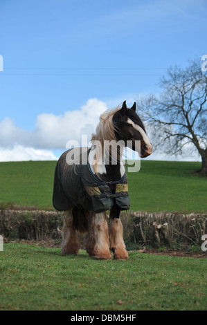 Pferd stehend, Aufmerksamkeit auf seiner Koppel Stockfoto