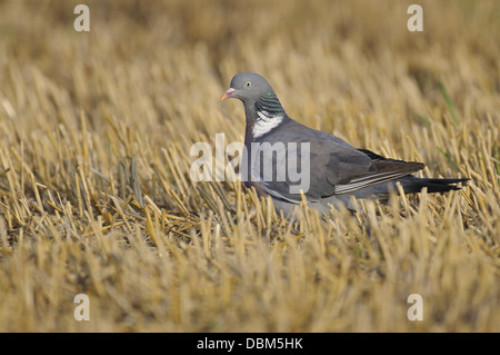 Gemeinsamen Ringeltaube auf eine Stubblefield, Columba Palumbus, Niedersachsen, Deutschland, Europa Stockfoto