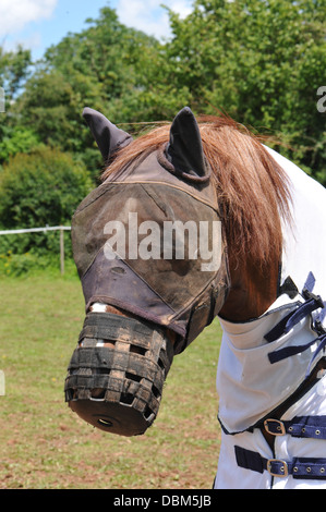 Pferd stehend zur Aufmerksamkeit in seiner Paddockwith eine Fliege Maske Stockfoto