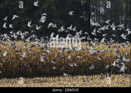 Gruppe von gemeinsamen Holz Taube, Columba Palumbus, Niedersachsen, Deutschland, Europa Stockfoto