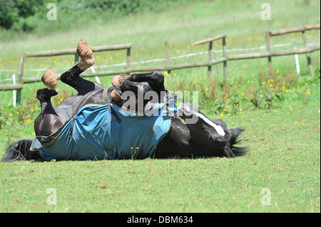 Pferd auf seiner Koppel Rollen Stockfoto