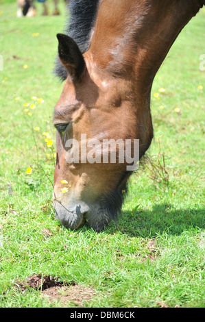 Pferde grasen auf seiner Koppel Stockfoto