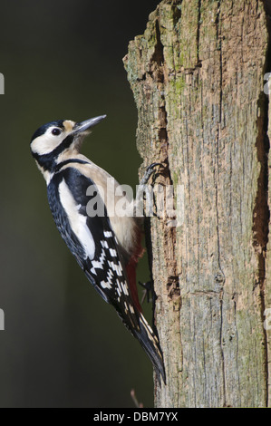 Buntspecht, Dendrocopos major, Niedersachsen, Deutschland, Europa Stockfoto