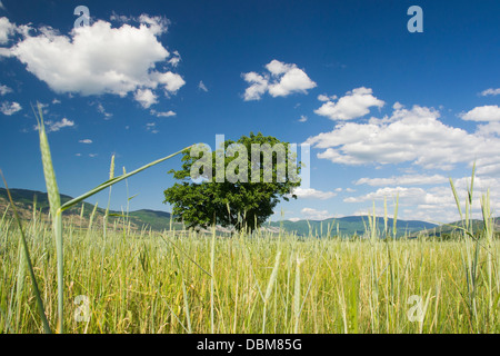 Alter grüner Baum mitten auf einem Feld von Getreide im Frühjahr Stockfoto