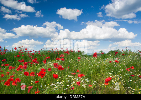 Grass, daisies and wild poppies under blue sky and white clouds Stockfoto