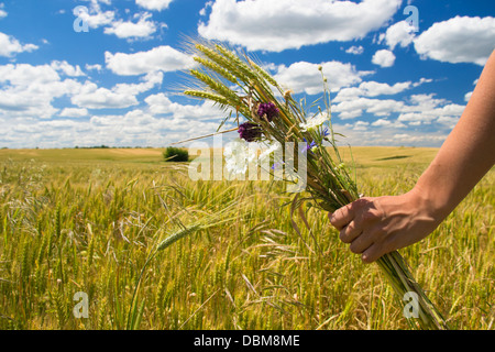 Weibliche Hand hält eine Reihe von wilden Blumen vor einem Weizenfeld an einem sonnigen Sommertag mit klaren blauen Himmel und weiße Wolken Stockfoto