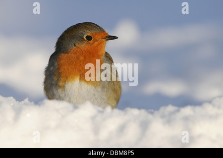 Rotkehlchen im Schnee, Erithacus Rubecula, Niedersachsen, Deutschland, Europa Stockfoto