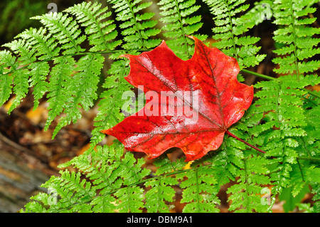 Rotes Ahornblatt auf ein grünen Farn Stockfoto