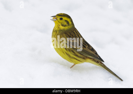 Goldammer im Schnee, Emberiza Citrinella, Niedersachsen, Deutschland, Europa Stockfoto