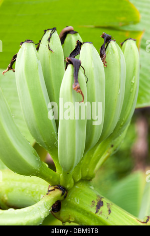 Eine Reihe von grünen Bananen wachsen auf dem Baum Stockfoto