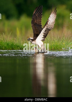 Fischadler Pandion Haliaetus abheben aus dem Wasser mit einem großen Regenbogenforellen, Spey Tal, Schottland Stockfoto