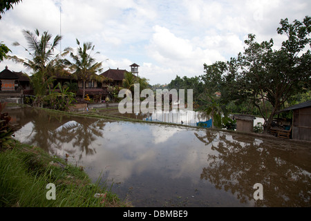 Häuser neben Reisfeldern / terrassierten Felder, Umgebung von Ubud, Bali, Indonesien Stockfoto