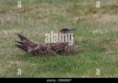 Great Skua (Stercorarius Skua) sitzen auf Nest, Island Stockfoto