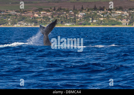 Buckelwal, Impressionen Novaeangliae vor der westlichen Küste der Insel Maui in Hawaii. Stockfoto