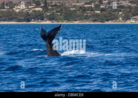 Buckelwal, Impressionen Novaeangliae Verletzung vor der westlichen Küste der Insel Maui in Hawaii. Stockfoto