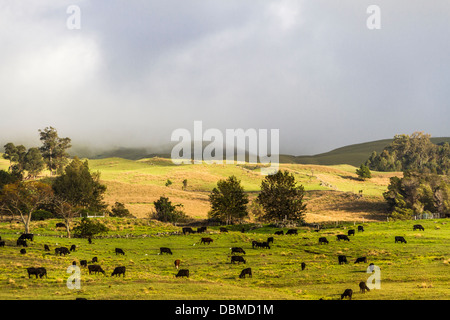 Rinder auf der Weide an den Hängen des Haleakala Vulkans National Park, vom Piilani Highway auf Maui auf Hawaii aus gesehen. Stockfoto