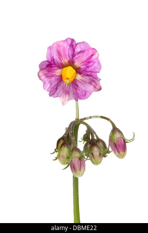 Nahaufnahme einer Kartoffel-Blume, Solanum und isoliert gegen weiße Knospen Stockfoto