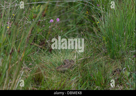 Addierer in Rasen Stockfoto