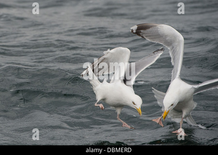 Möwen Stockfoto