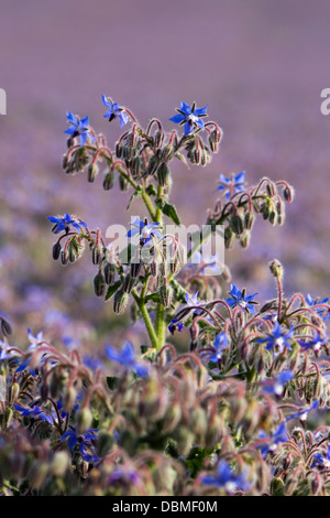 Borretsch Feld Borrango Officinalis auch bekannt als starflower Stockfoto