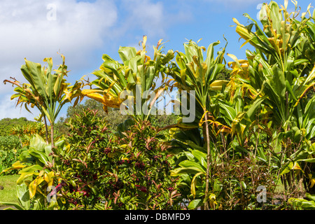 Taro-Pflanze-Forschungsstation auf Maui, Hawaii. Stockfoto