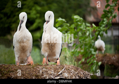 zwei Weißstörche oder Ciconia Ciconia Stockfoto