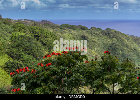 Afrikanische Tulpenbaum, Spathodea campanulata, und Candlenut Bäume, Aleurites moluccana, auf Maui in Hawaii. Stockfoto