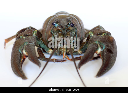 Amerikanische Signal Krebse, Pacifastacus Leniusculus, eine invasive Neobiota in Großbritannien und Europa, aus Nordamerika. Stockfoto