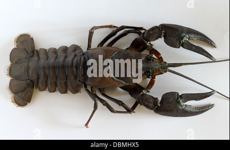 Amerikanische Signal Krebse, Pacifastacus Leniusculus, eine invasive Neobiota in Großbritannien und Europa, aus Nordamerika. Stockfoto