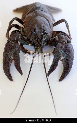 Amerikanische Signal Krebse, Pacifastacus Leniusculus, eine invasive Neobiota in Großbritannien und Europa, aus Nordamerika. Stockfoto