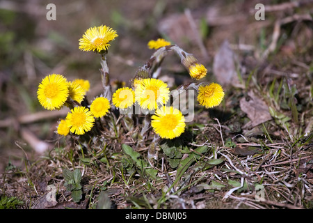 Reihe von Frühjahr leuchtend gelbe Huflattich blüht Detailansicht Stockfoto