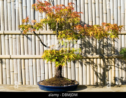 Bonsai im Topf befindet sich auf japanischer Garten Stockfoto