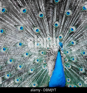 Pfau-Closeup auf Muster von seinem großen schönen offenen Heck-Hintergrund Stockfoto