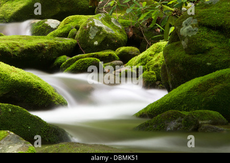 Seidige Wasser und Moos bedeckt Felsen entlang der Great Smoky Mountains National Park Roaring Forks Motor. Stockfoto