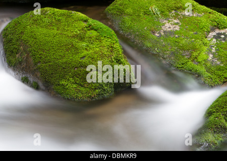 Seidige Wasser und Moos bedeckt Felsen entlang der Great Smoky Mountains National Park Roaring Forks Motor. Stockfoto