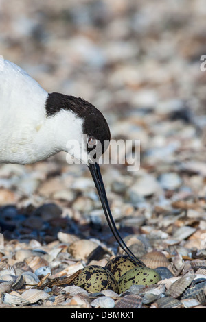 Nahaufnahme von einem wilden Pied Säbelschnäbler (Recurvirostra Avocetta) drehen Eiern im nest Stockfoto