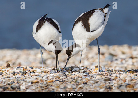 Nahaufnahme eines Paares von wilden Pied Säbelschnäbler (Recurvirostra Avocetta) bauen ein Nest auf einem Kiesstrand Stockfoto