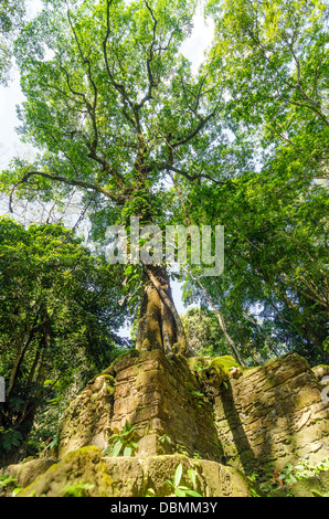 Großer Baum im Dschungel wachsen aus alten Maya-Ruinen Stockfoto