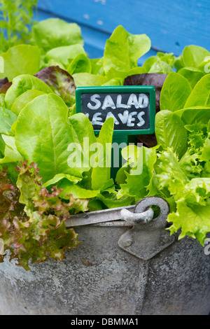 Gemischter Salat Blätter wachsen in einem alten recycelten verzinkte Eimer. Stockfoto